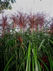 Miscanthus 'Arabesque' in bloom