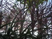 Miscanthus in bloom