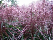 Miscanthus in bloom