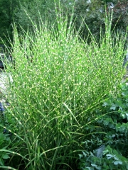 Miscanthus sinensis 'Zebrinus'