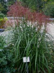 Miscanthus sinensis, 'Arabesque'
