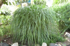 Miscanthus sinensis 'sacchariflorus'