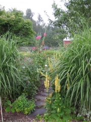 Miscanthus sinensis 'sacchariflorus'