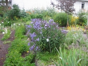 Phlox, 'Blue Paradise' in lower garden
