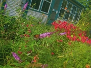 buddleia and phlox
