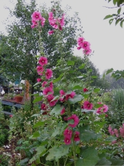hollyhocks