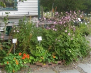 lily garden after lilies have finished up