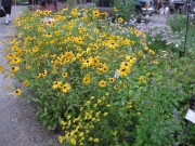 native black-eyed Susans