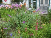phlox (far back), buddleia (intermediate back), Impatien balsamena (foreground), Veronica (in corner)