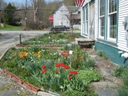 tulips front