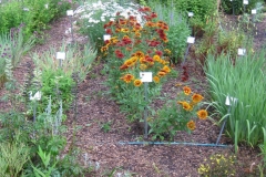area of lower garden, August
