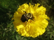 Bumble Bee