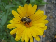 Bumble Bee