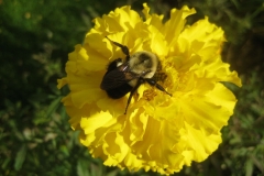 Bumble Bee