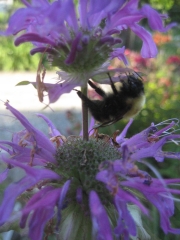 bee balm with bee
