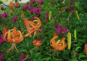 Lilium tigrinum & Monarda