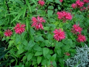 Monarda, fluorescent pink photos don't do it justice