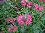 Monarda, fluorescent hot pink