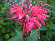 Monarda, 'Coral Reef' vibrant salmon/pink