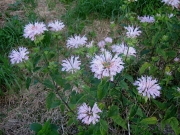 Monarda, 'Fishes' palest pink