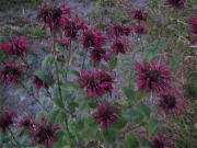 Monarda, 'Mahogany' dark, wine red