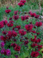 Monarda, 'Mahogany'