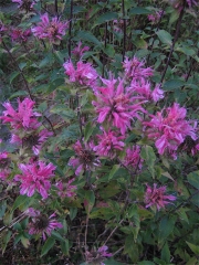 Monarda, "Marshall's Delight' the best pink