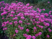 monarda, 'Marshalls Delight'
