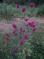 Monarda, "Raspberry Wine'