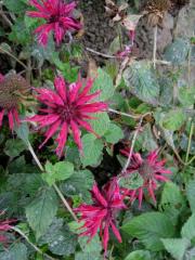 Monarda, 'Raspberry Wine'