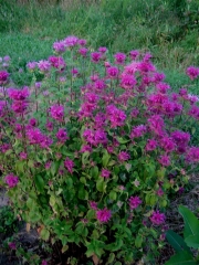 Monarda, 'Violet Queen'