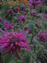 Monarda, bright raspberry red non-hybrid form, very tall