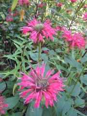 Monarda, fluorescent hot pink taller than most, non-hybrid