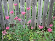 Monarda, fluorescent hot pink