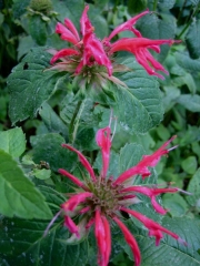 Monarda, bee balm fluorescent hot pink