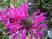 Monarda, close-up