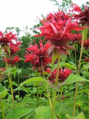 Monarda, hybrid red
