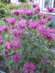 Monarda, medium fuchsia