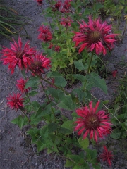 Monarda, hybrid red