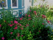 bee balms, mixed