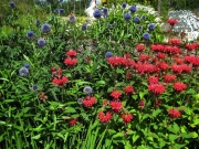 Monarda & Echinops (globe thistle)