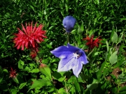 red bee balm & Platycodon (balloon flower)