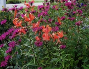 garden vignette, Lilium & Monarda tiger lilies & bee balm