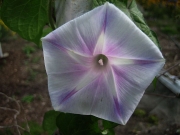 Ipomoea, pale star near white