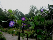 morning glories