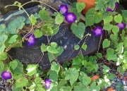morning glories scrambling over rocks