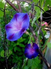 morning glories