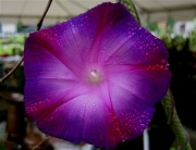 morning glory