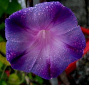 morning glory