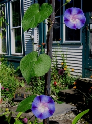 morning glory